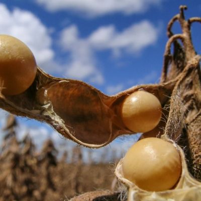 Produtor de soja em Mato Grosso vai poder identificar melhor poca para plantio do gro