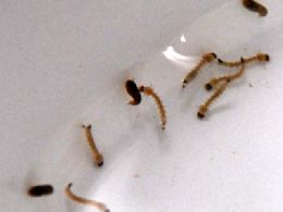 Larvas (amarelas) e pupas (marrons) do mosquito da Dengue