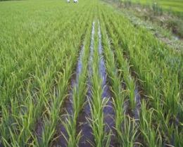Congresso busca aumentar produtividade do arroz