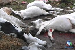 47 vacas e bois morrem em queda de raio no Norte Araguaia