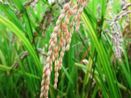 Novo padro oficial do arroz comea a vigorar nesta segunda-feira