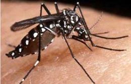 Ministrio alerta para risco de surto de dengue em Sinop