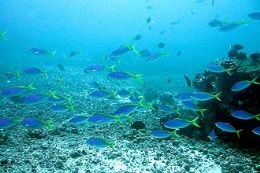 Peixes nadam perto de corais em mar da Indonsia; EUA fornecem US$ 1,6 bi para proteo dos mares e dos recifes de corais do pas