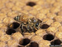 Celulares fazem abelhas abandonar colmeia e morrer, diz estudo