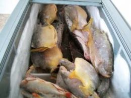 Fiscalizao apreende 270 Kg de pescado e aplica R$ 22 mil