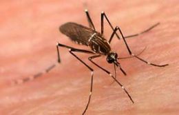30 mil casos de dengue j foram notificados em MT em 2010