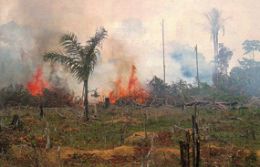 Incndio j consumiu 50 hectares em Manso