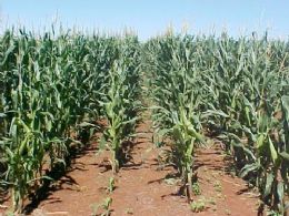 Perspectivas de milho continuam indefinidas em Mato Grosso
