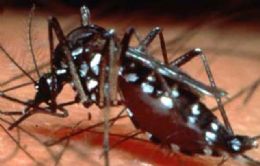Dados da dengue em MT deixa situao alarmante