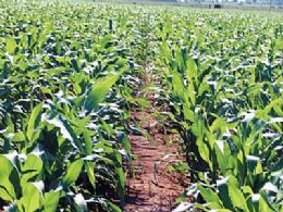 Chuvas aceleram plantio de milho na Argentina