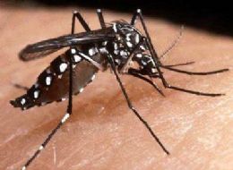 Cuiab capacita mdicos da rede bsica para manejo clnico da Dengue