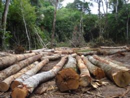 Trs pessoas so presas por furto e extrao ilegal de madeira