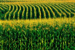 Prxima safra brasileira de milho ter cultivar resistente a herbicidas