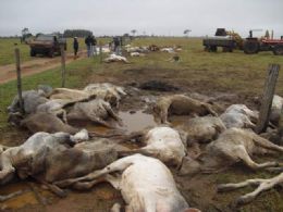 Mato Grosso do Sul: Mais de 500 cabeas de gado morrem de frio