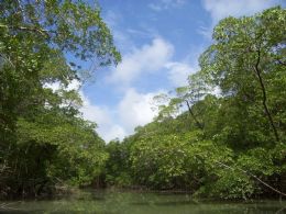 reas de florestas de So Paulo aumentaram quatro pontos percentuais em dez anos