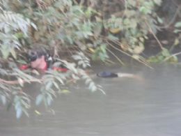 Mergulhadores resgatam em rio corpos de 3 crianas aps acidente  (Veja Fotos)