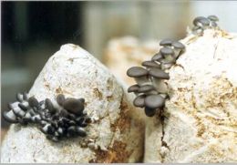 Embrapa abre vagas para o segundo curso de cultivo de cogumelos comestveis e medicinais de 2009