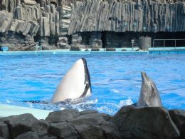 Para proteger baleias e golfinhos, aparelho medir poluio sonora marinha