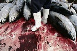 UE quer proibir comrcio internacional de atum vermelho em 2011