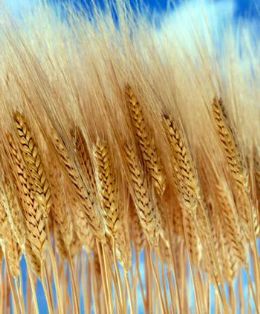 Unidades testam materiais genticos para produo de trigo irrigado em MT