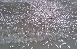 Secretaria investiga mortandade de peixes na regio de Barra do Garas