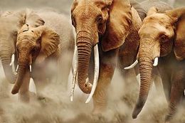 Tailndia apreende duas toneladas de marfim de elefantes africanos