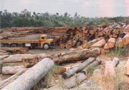 Derrubada de rvores cai 90% este ano, mas MT continua lder