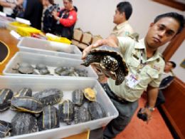 Tartarugas raras so encontradas em malas em aeroporto da Tailndia