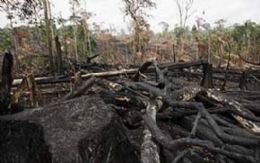 Desmatadores destroem a floresta livremente no interior do Par