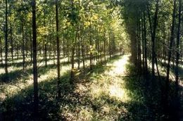 Setor Florestal em Mato Grosso: balano do primeiro perodo restritivo  positivo