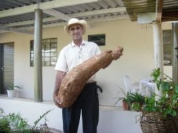 Produtor rural colhe mandioca gigante em Glria de Dourados, MS