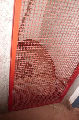 As grades da cela onde a ona se encontra no suportariam a fora do animal, caso ela no estivesse machucada