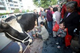 Para conquistar clientes, chinesa ordenha vaca em rua