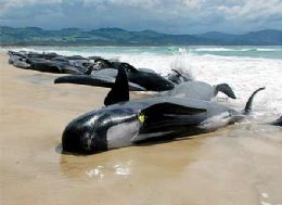 Cerca de 125 baleias morrem encalhadas