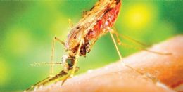 Anopheles albimanus, transmissor da malria
