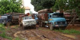 Fiscalizao encontra comboio de madeira ilegal em estrada de RO