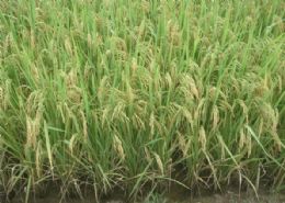 Embrapa desenvolve nova variedade de arroz para vrzea tropical