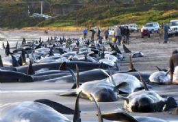 Cientistas sacrificaro 34 baleias encalhadas