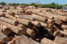 Presas 20 pessoas por  comrcio ilegal de madeiras