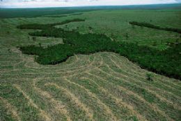 Medida Provisria da Amaznia acentua 'racha' entre ambientalistas e ruralistas