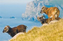Carneiros-de-Soay no arquipélago St. Kilda; pesquisadores dizem que animais estão encolhendo por causa das mudanças climáticas