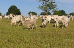 150 cabeas de gado so recuperadas em rea rural