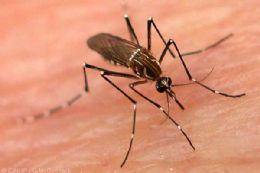 Casos de dengue aumentam em So Jos do Rio Preto