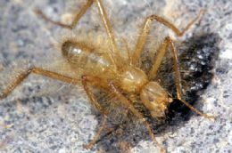 'Terrvel mosca peluda'  reencontrada no Qunia
