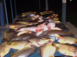 Operao de rotina apreende mais de 400kg de pescado em posto da PRF
