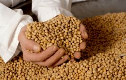 Pesquisas com sementes de soja comum tero investimento de R$ 1 milho para os prximos anos