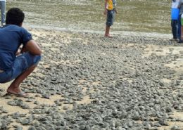 Cento e oitenta mil filhotes de tartaruga so soltos em rio no Amazonas