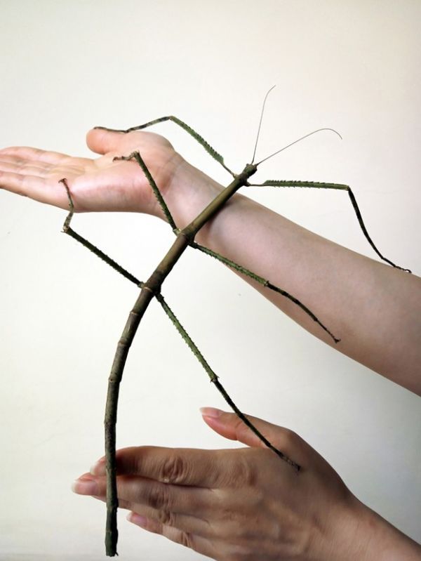 Descoberto na China o inseto mais longo do mundo