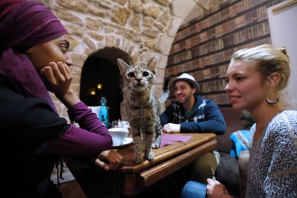 Paris ganha 'cat caf', lanchonete onde gatos circulam livremente