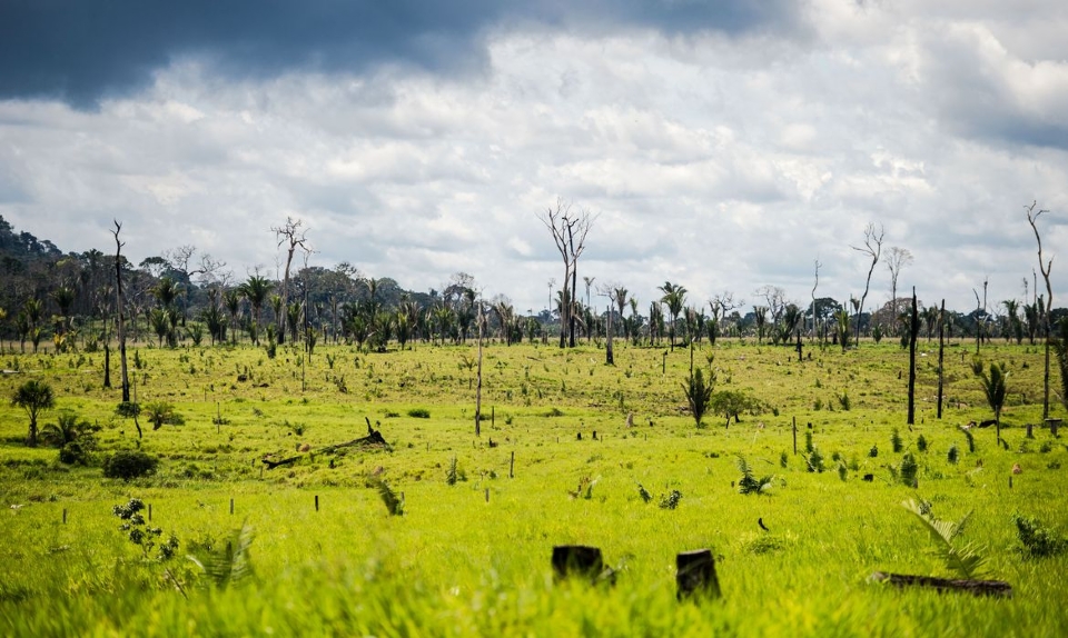 Mato Grosso lidera pelo segundo ms consecutivo o ranking de desmatamento na Amaznia Legal